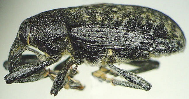 Larinus planus